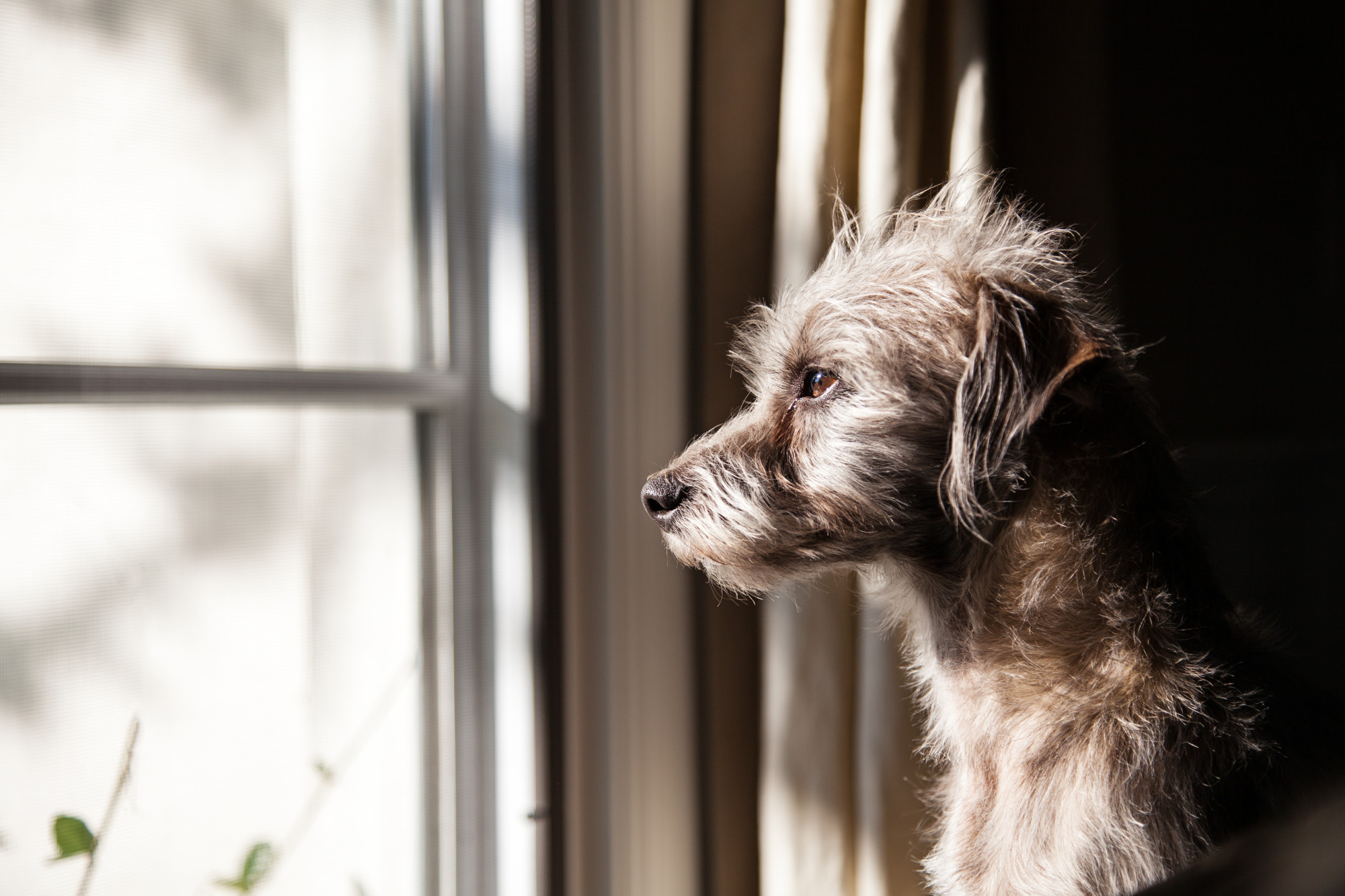signs of separation anxiety in dogs