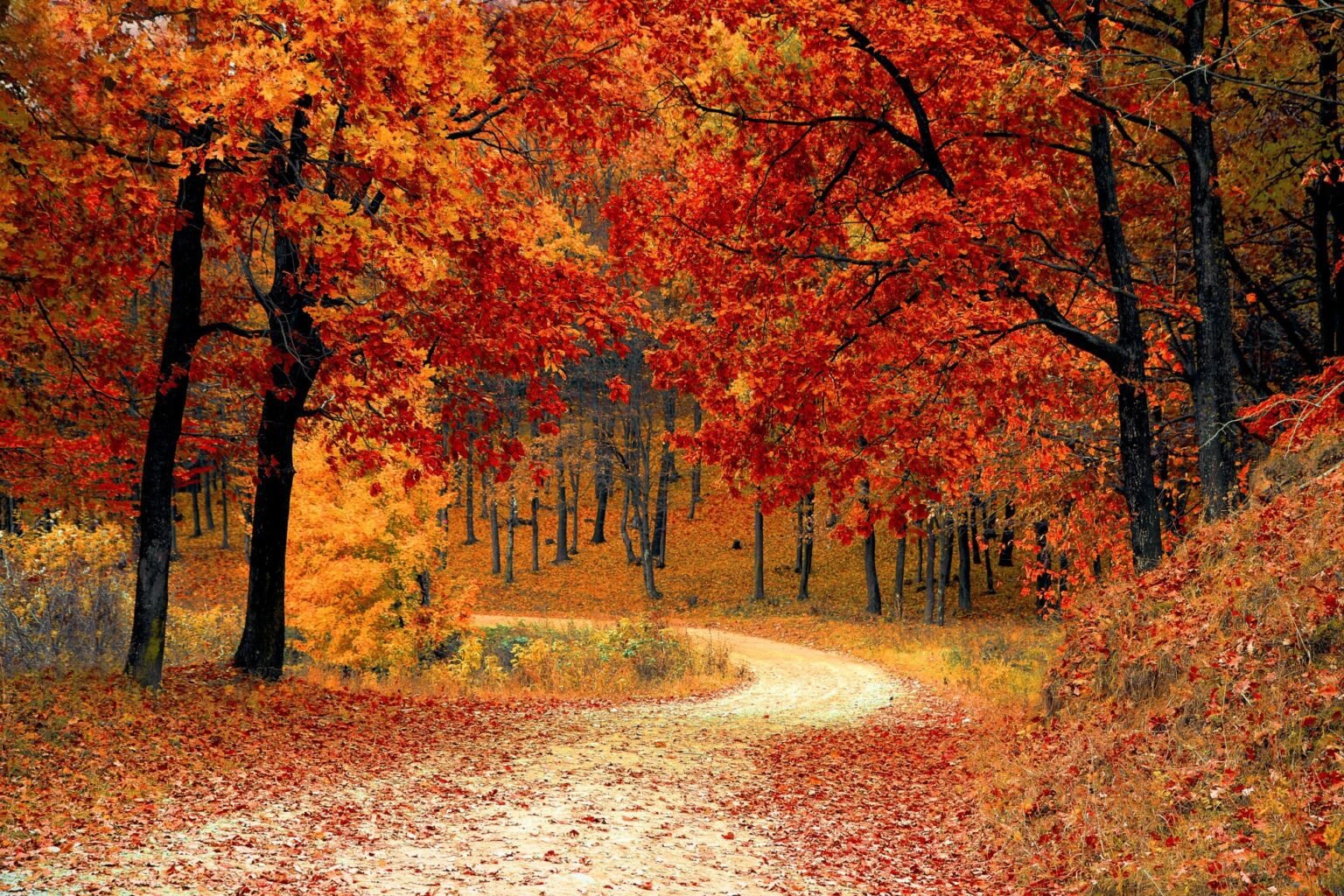 5 Autumn Tree Care Tips to Keep Your Yard Beautiful - My Girly Space