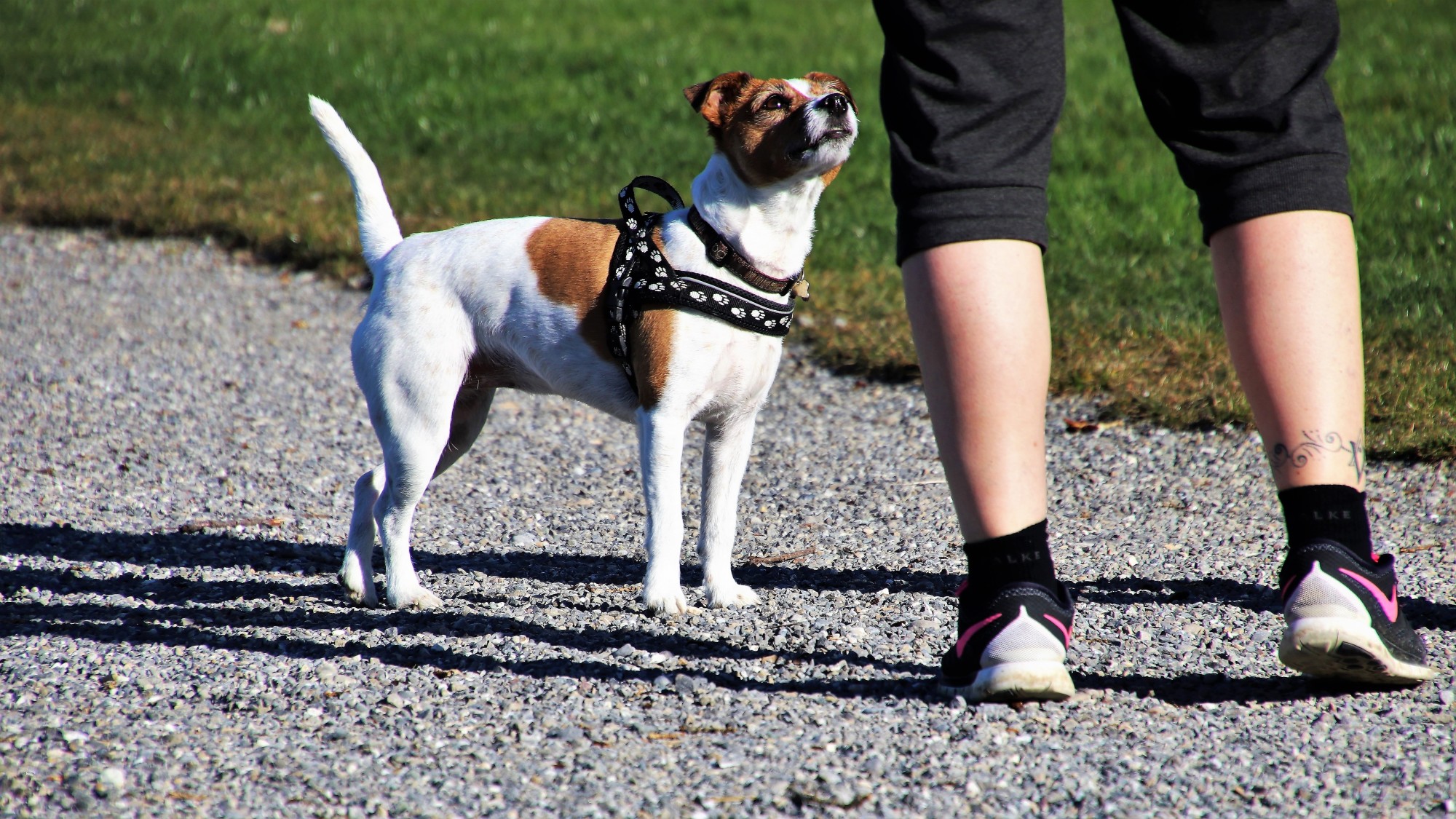 What Is Required To Become A Dog Trainer