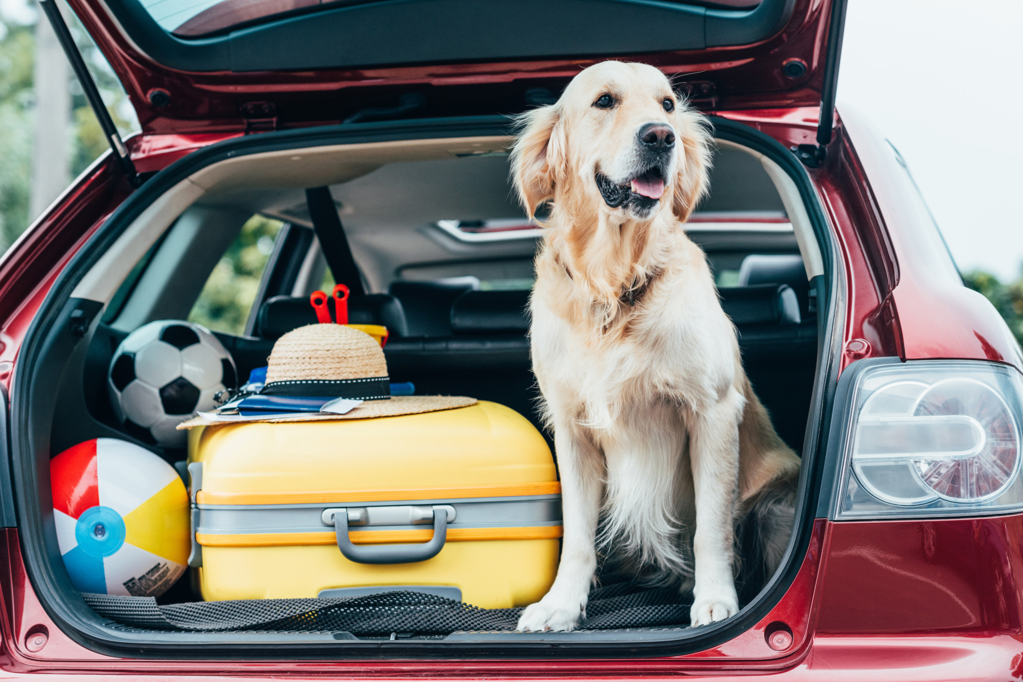 6 Crucial Tips for Traveling With a Dog
