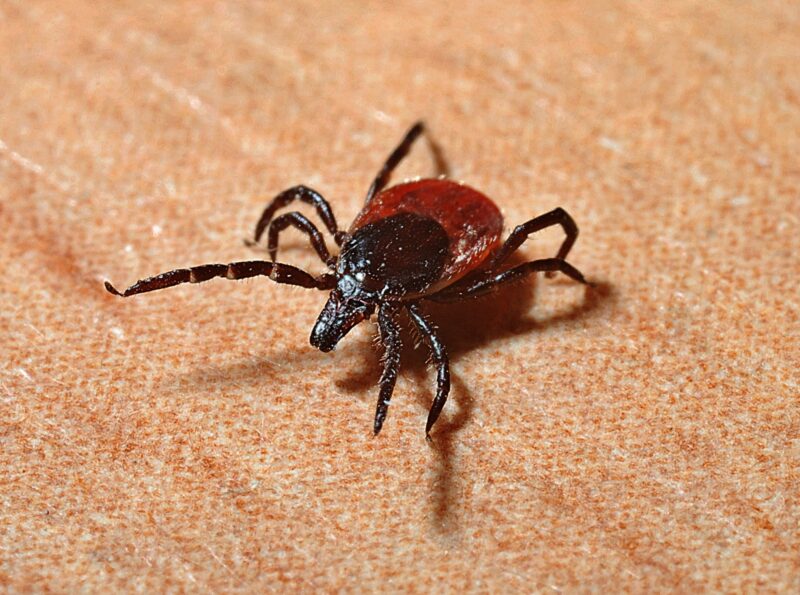 If you're dealing with frequent ticks in your home, you need to eliminate them for good. How? Learn how to deal with your tick infestation here.