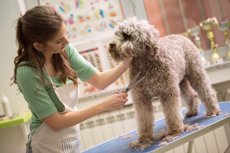 Your pet is your constant companion, and as such your pet grooming helps to keep your companion looking their best. Learn how to improve your pet grooming here.