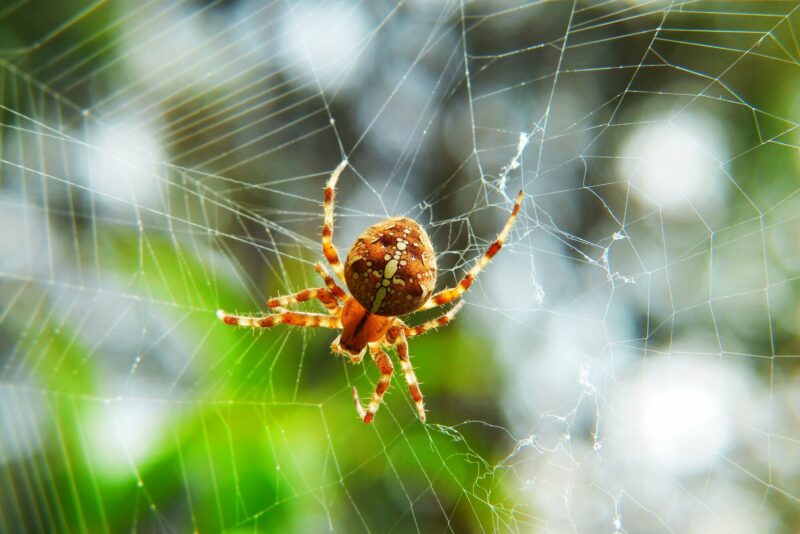If you're an avid gardener, you've run into a garden spider a time or two. Click here to learn about the benefits and disadvantages of these arachnids.