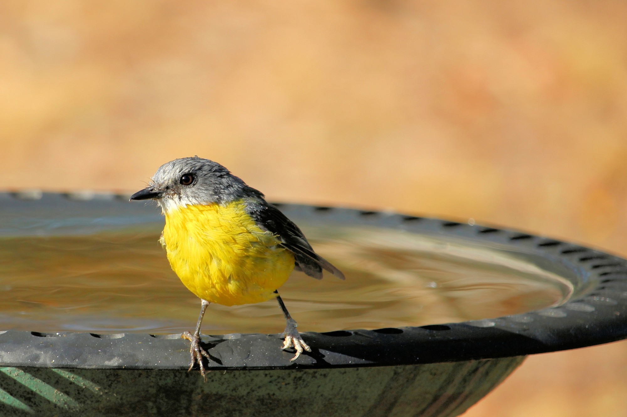 Making your yard welcoming is the key to attracting birds. Read on to discover the complete guide to attracting birds to your yard here.