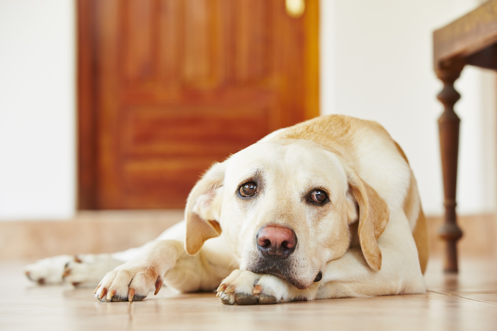 If you get ready to leave your house and notice your dog getting antsy, they might suffer from separation anxiety. Learn the symptoms of dog separation anxiety.