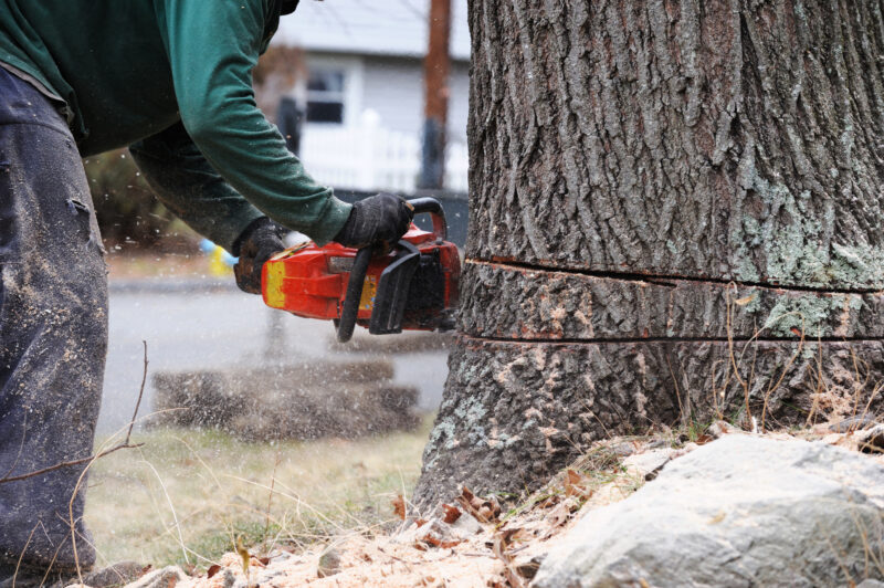 Finding the right professionals to remove a tree on your property requires knowing your options. Here are factors to consider when hiring tree removal services.