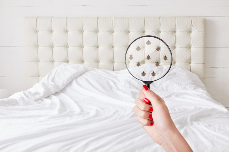 Bed bug infestations happen quickly and can seem impossible to control and terminate. Read on here about getting rid of bed bugs in 6 simple steps.