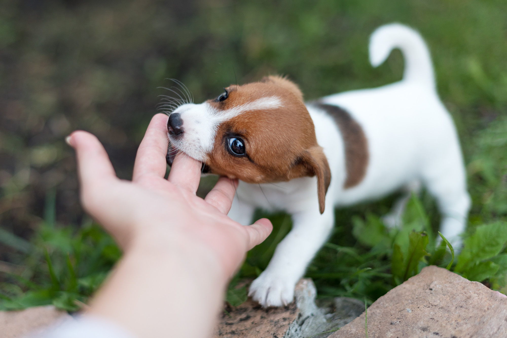 It is important to make sure you are completely up for the job before buying a new puppy. Here's what you should consider before becoming a pet parent.