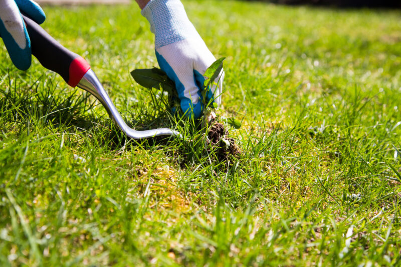 What are the different types of lawn weeds in Kansas and how can you get rid of them for good? Read on for the can't-miss answers.