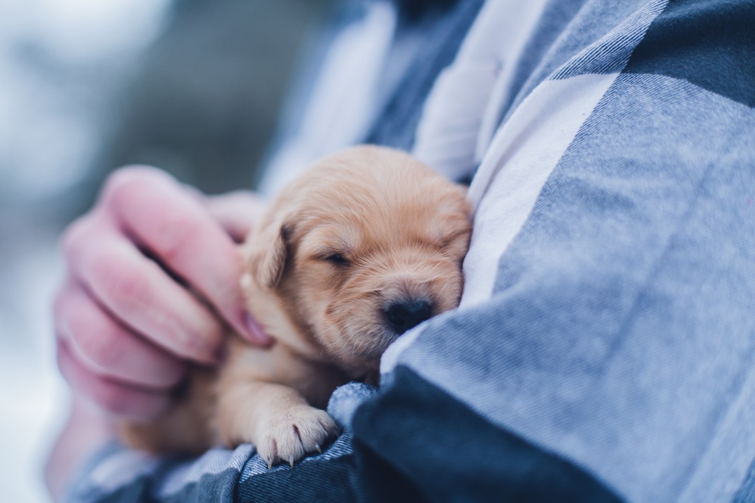 Are you going to bring home a new puppy? If so, then check out everything you should get! Be ready for when your new pup comes home!