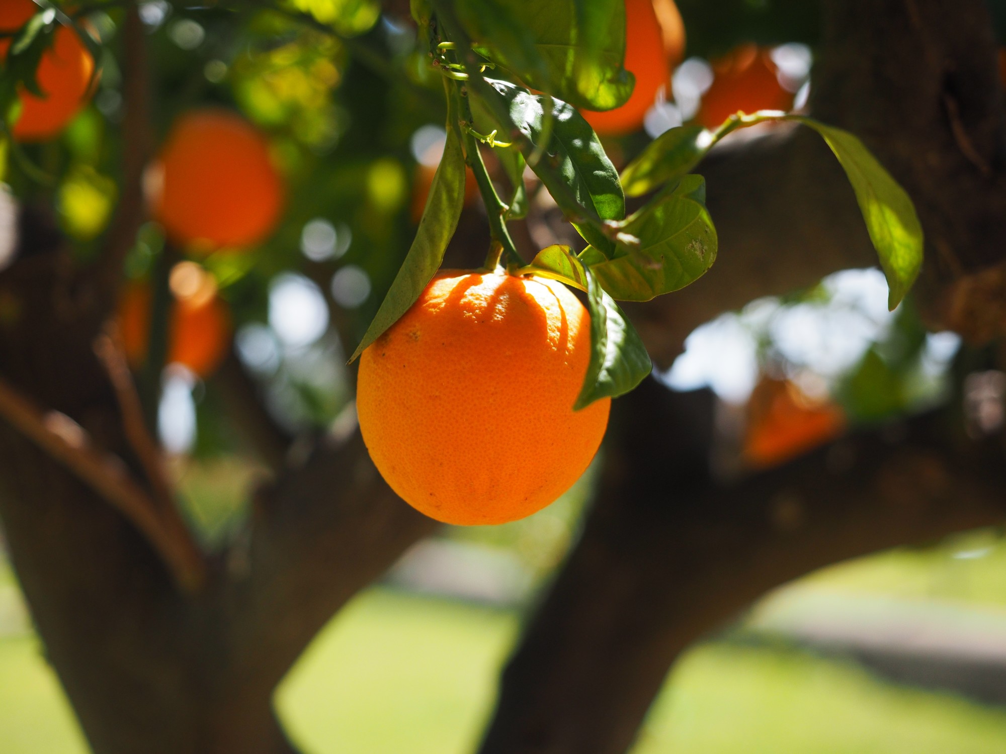 What are the best tree fertilizer products to keep fruit shrubs healthy? Read this guide to learn which brands are best and how to use them effectively.