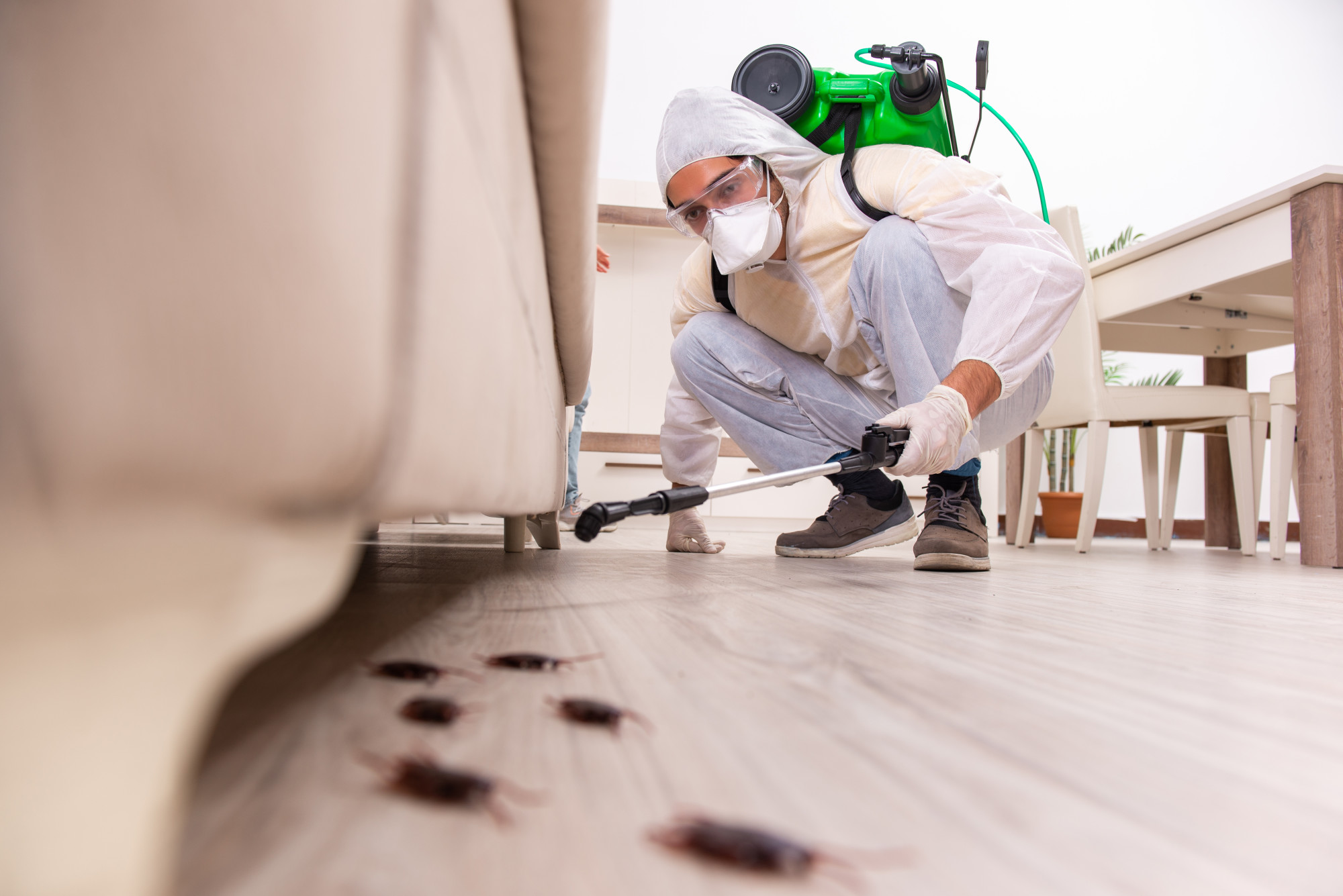 There are several types of household pests that can invade your property. Learn more about preventing and getting rid of these pests here.