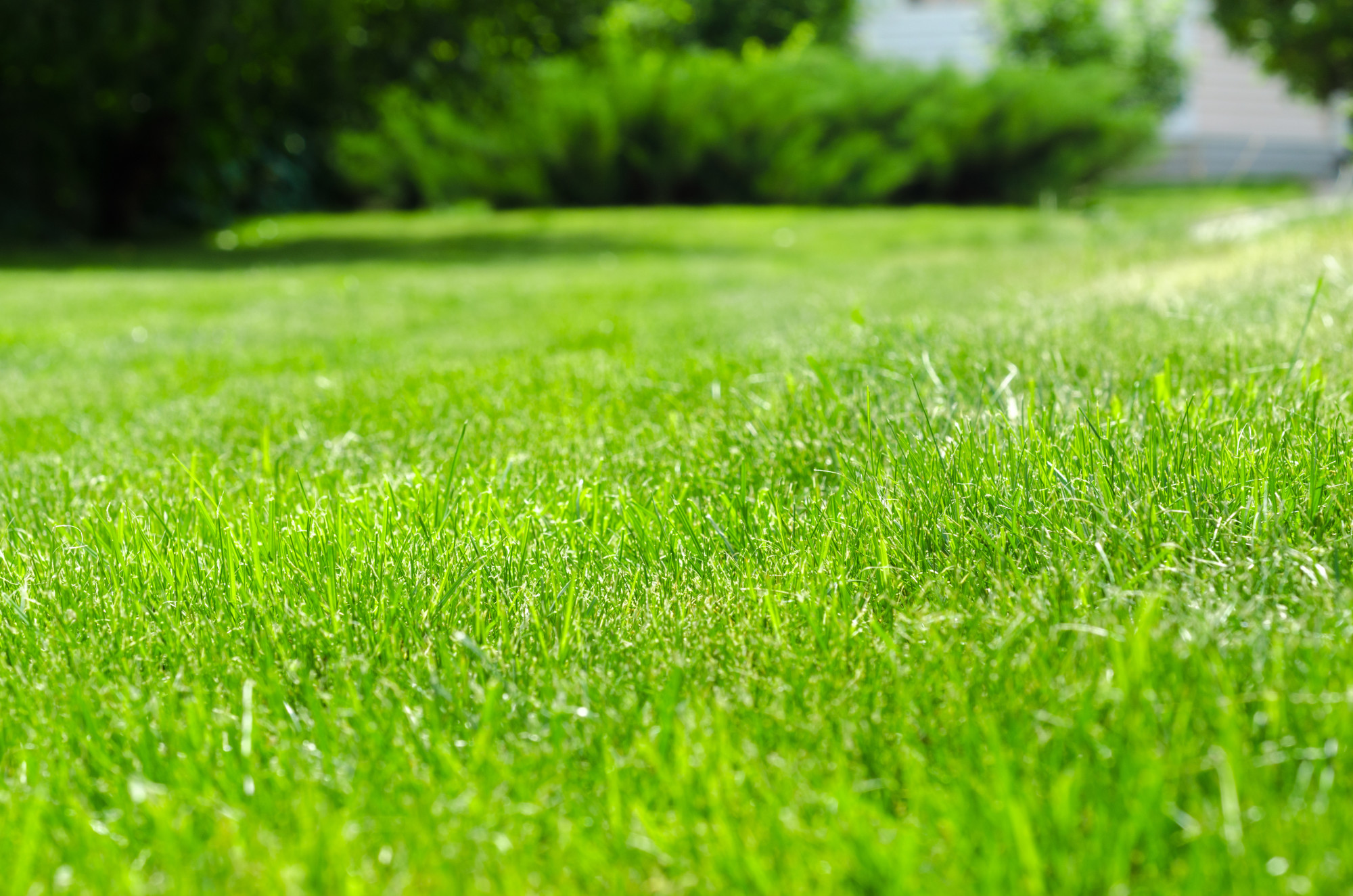 If you want lush, green grass, then you have to fertilize. Fertilizing a lawn can create the best lawn on the block. But how often should you fertilize?