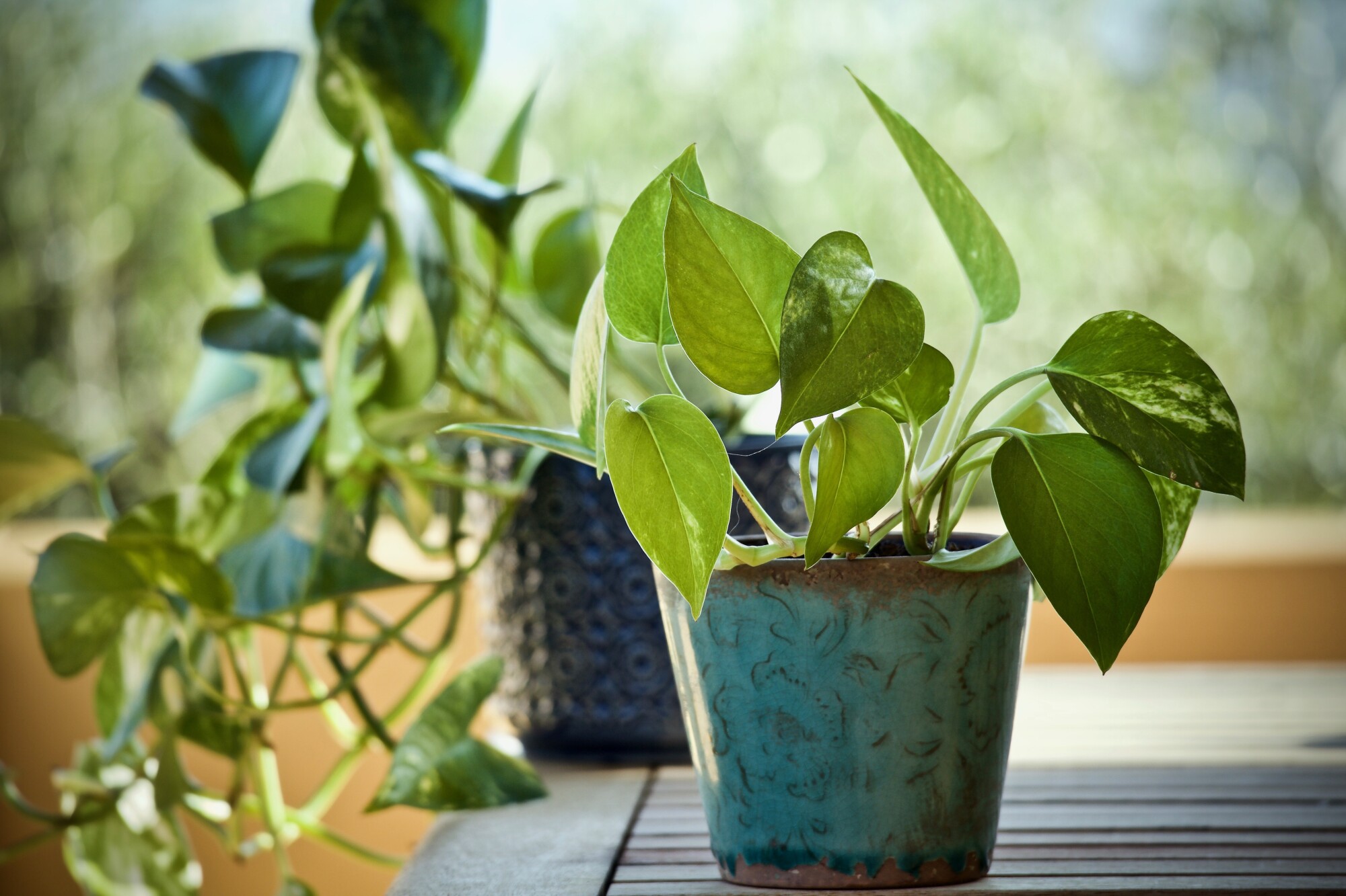 Are you thinking about growing plants indoors? Do you want to know how to grow indoor plants? Read on to learn how to do it the right way.