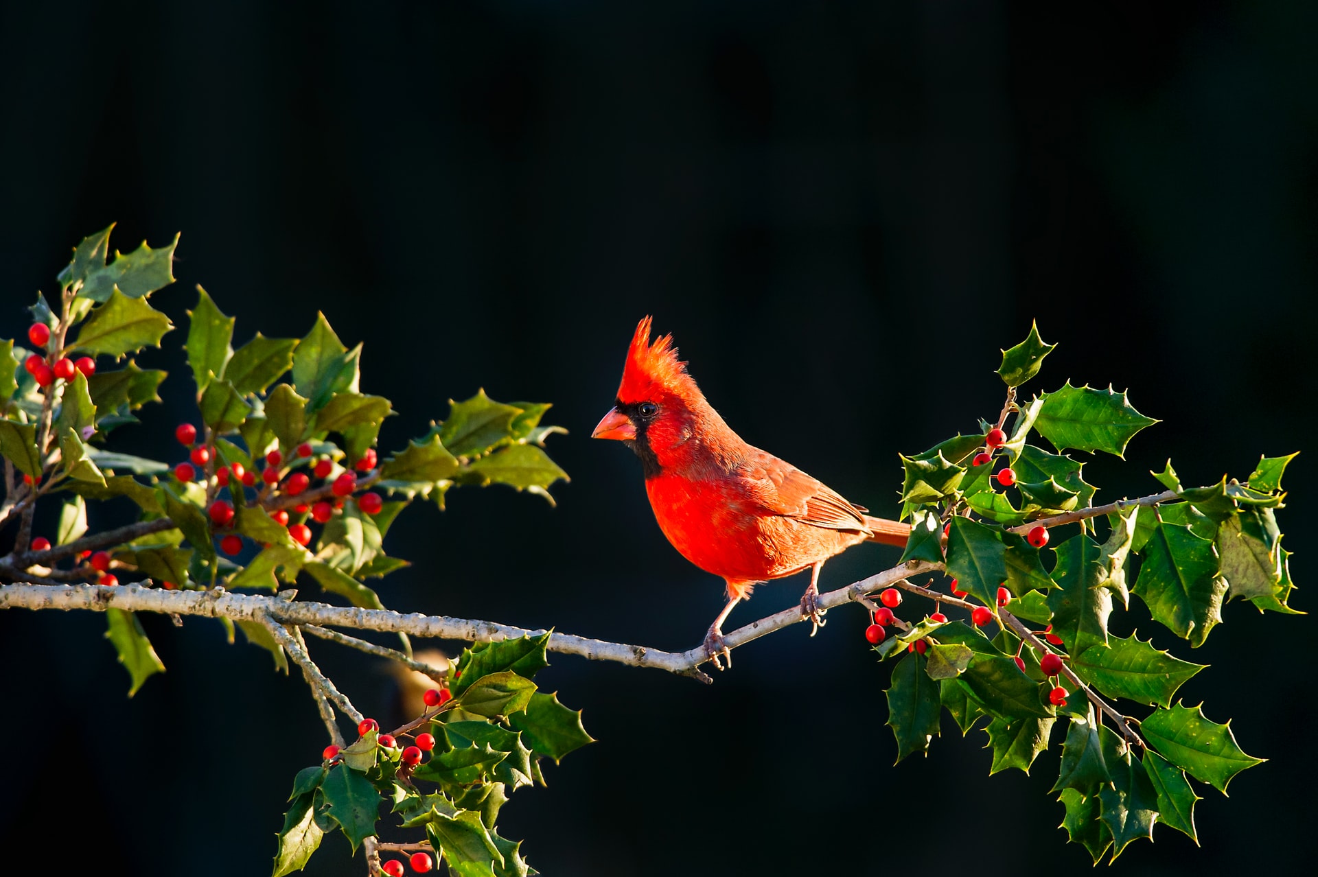 Do Cardinals Mate for Life?