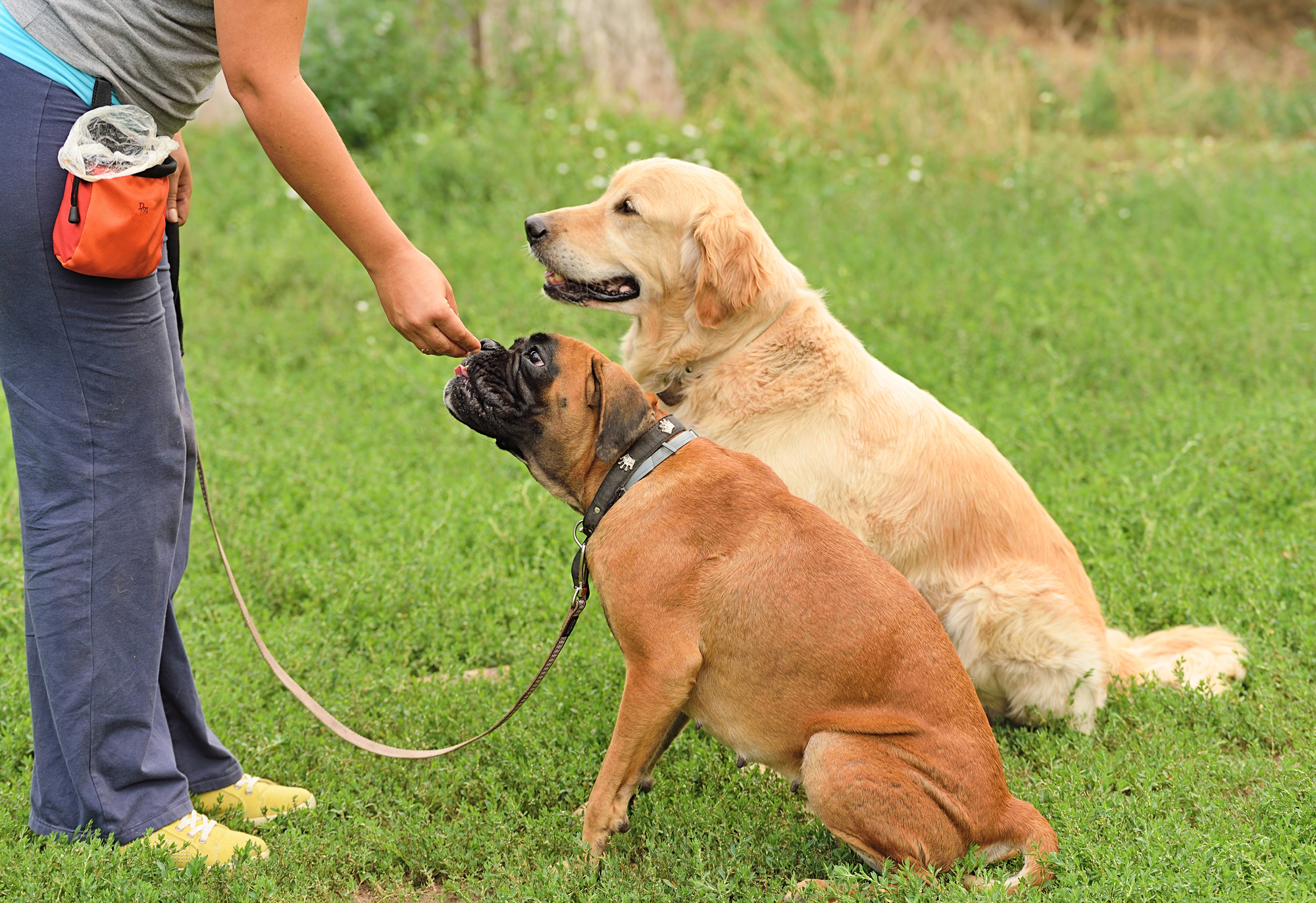 Having the right dog leash for your pet is crucial for the safety of you and the dog. Find out here how to buy the perfect dog leash for your furry friend.