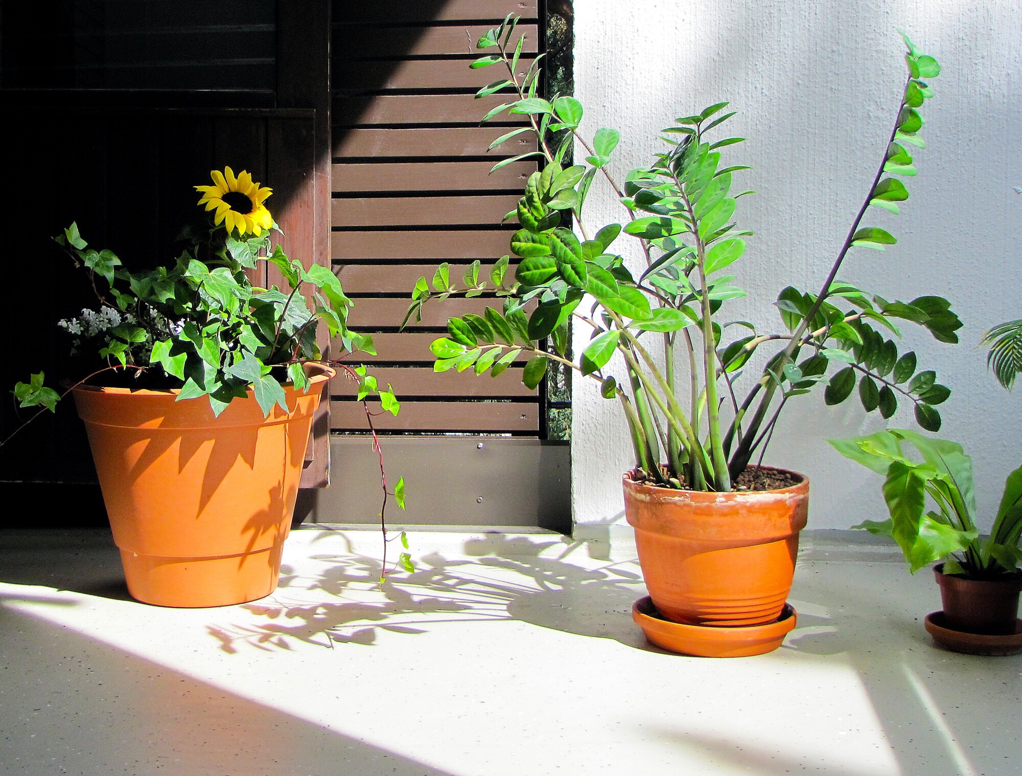 Are you wondering how to keep your beloved plants in great shape? Click here for five common plant care mistakes and how you can avoid them.