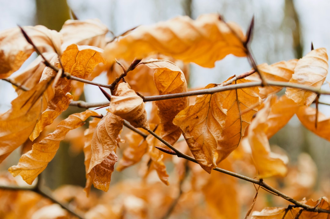 When it comes to identifying the signs of a dying tree, explore the common symptoms when deciding if it should be removed or saved.