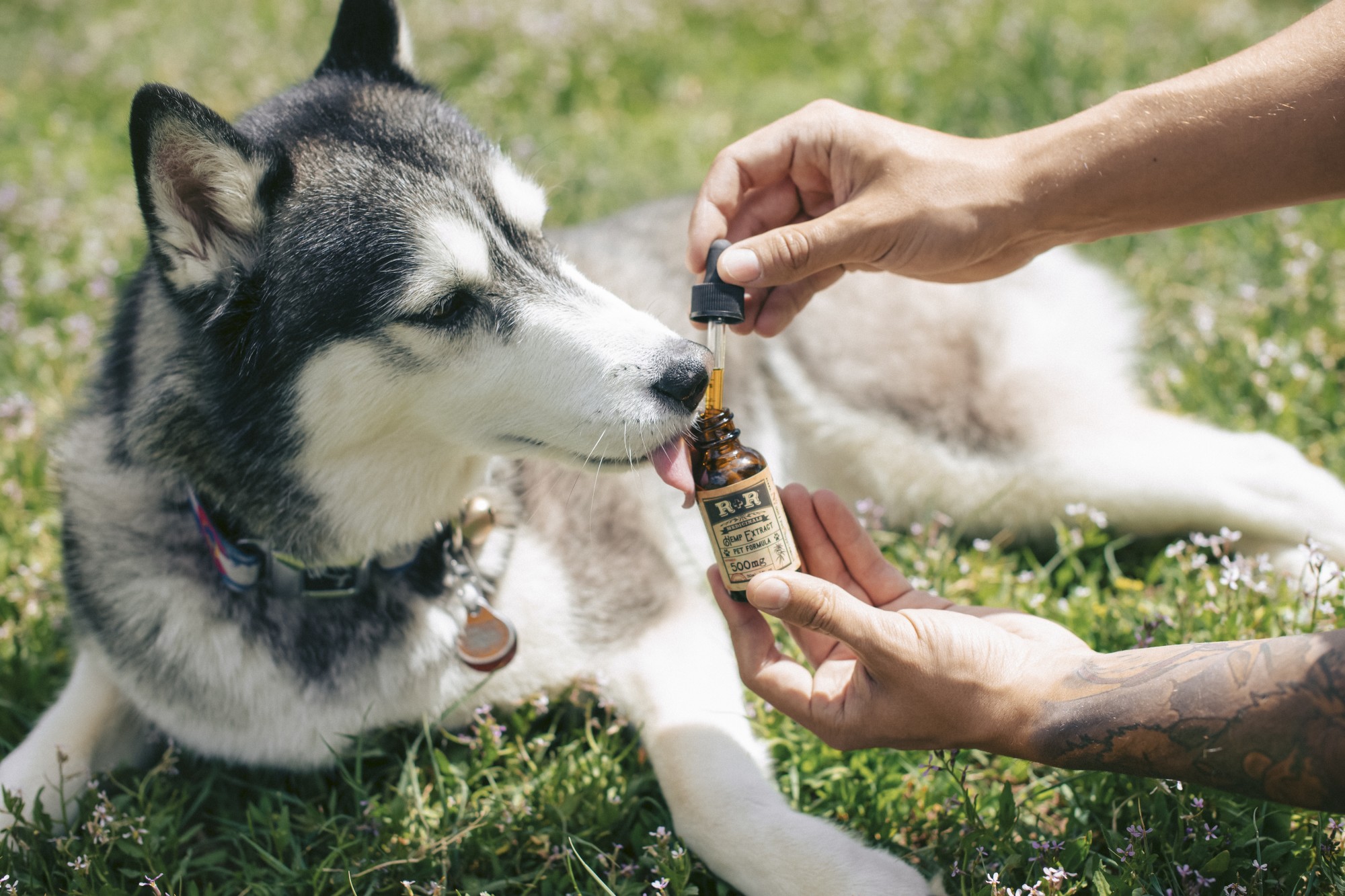 Finding the right CBD products for your dog requires knowing your options. Here is the complete guide for new owners on how to buy CBD for dogs.