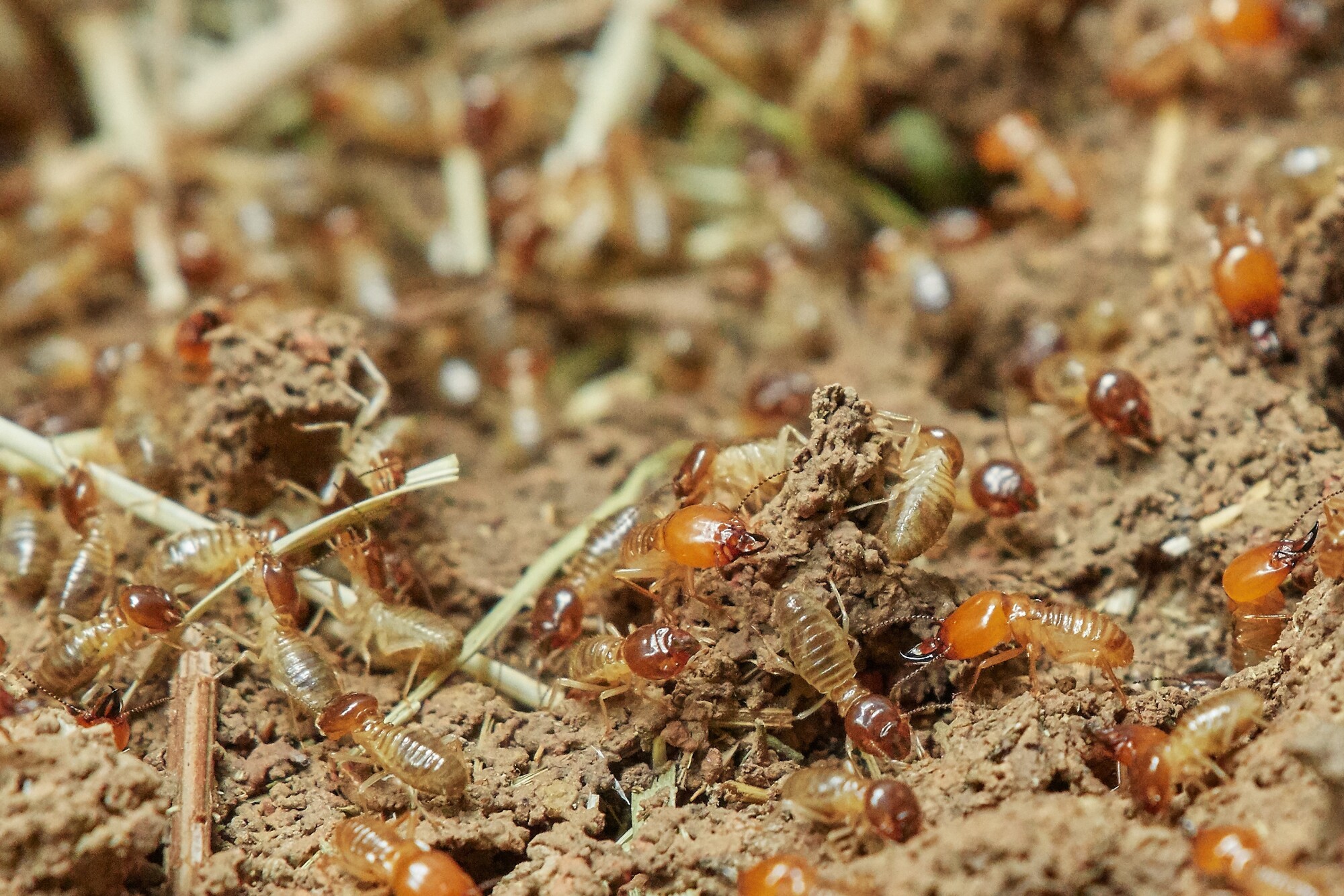 Think you have termites? Click here to explore the warning signs of a termite infestation and what you can do to get rid of these uninvited pests.