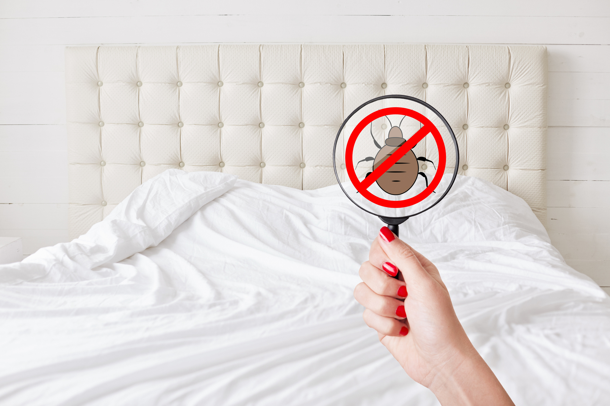 There are several ways to tell whether bed bugs have invaded your home. Keep reading for the common signs you have bed bugs.