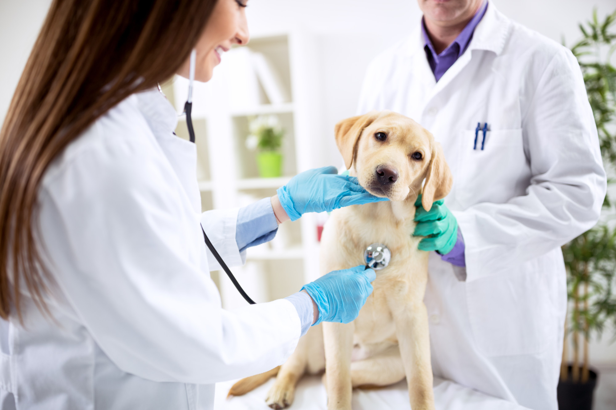 If you love animals, you should consider becoming a veterinarian. Learn more about these advantages by clicking right here.