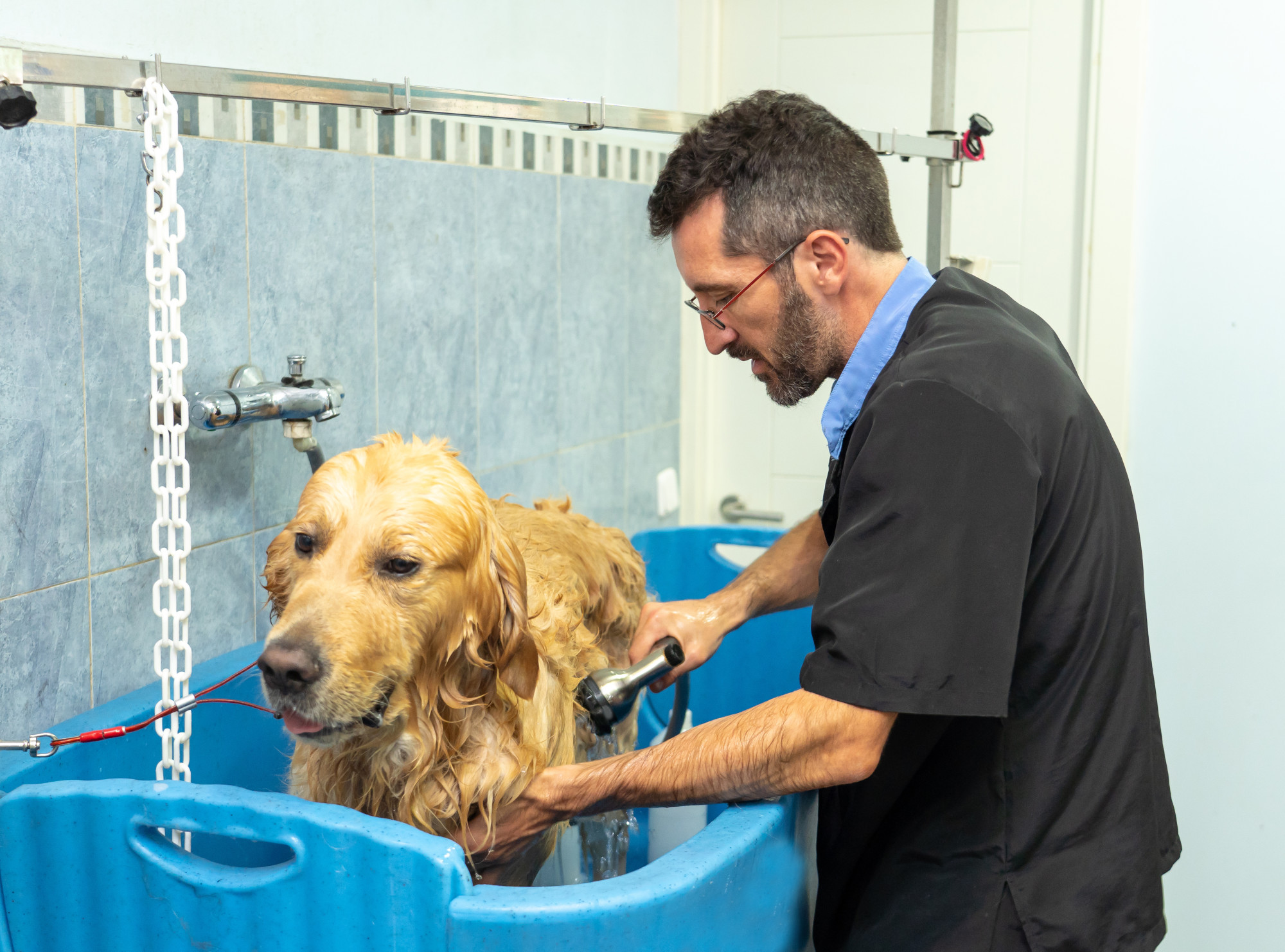 There are a few things you should know about dog grooming. Here's a quick guide on the basics of dog grooming for all pet owners.