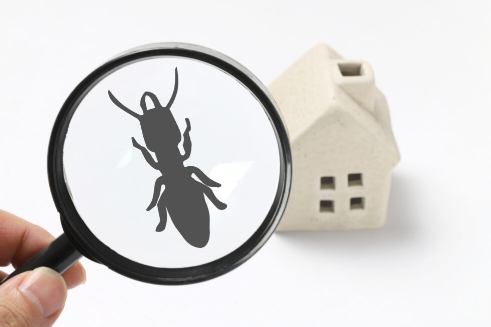 As a homeowner, it is important to be aware of the common signs of a pest problem. Here are 7 signs that you may have a pest infestation in your home.