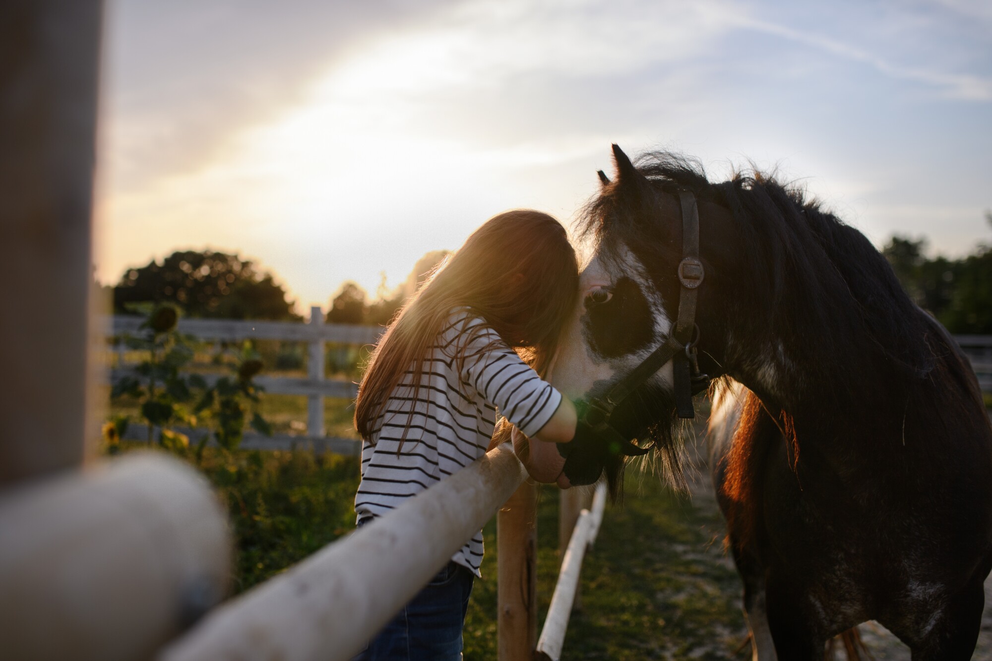If you're considering adding horses to your family, then you'll need the right tools and knowledge. Learn all about farm horses here.
