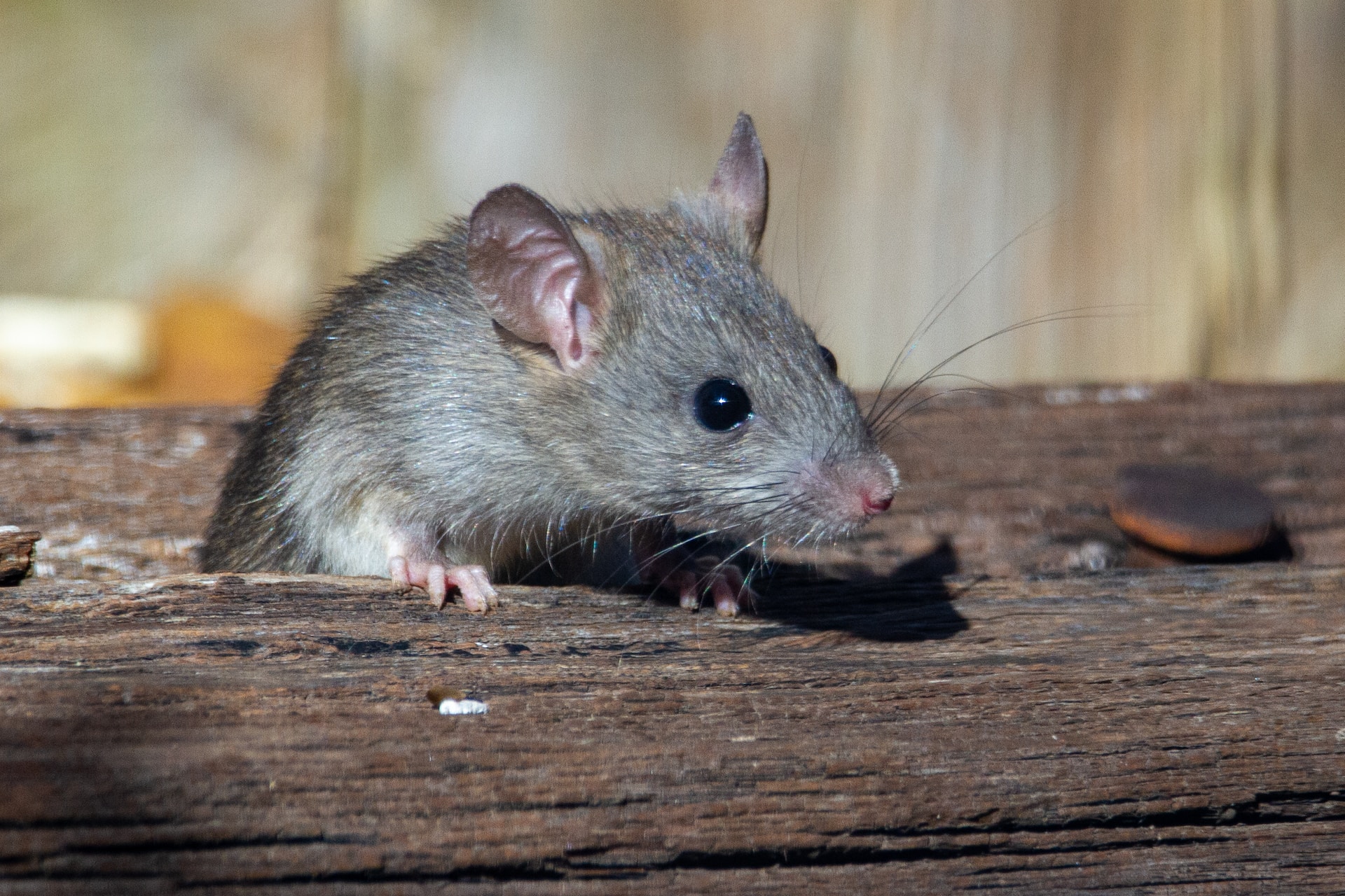 How to Safely Remove Mice From Your Attic - A Step-By-Step Guide