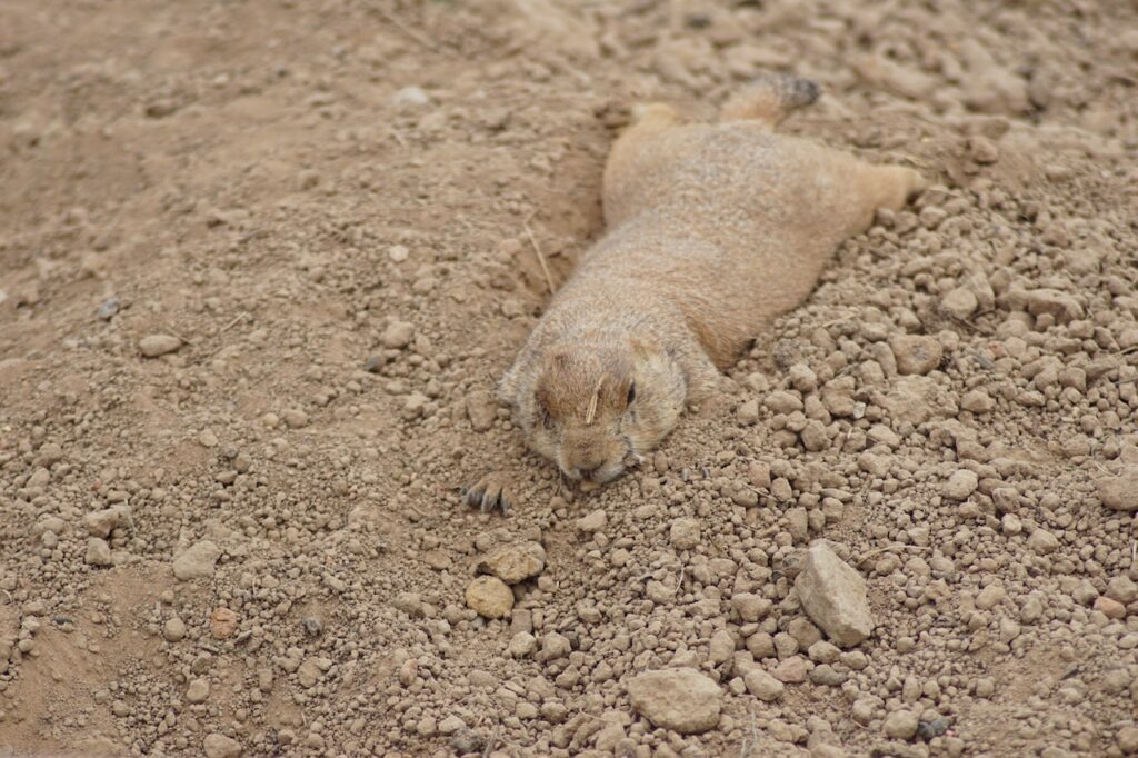 Gopher laying in the dirt