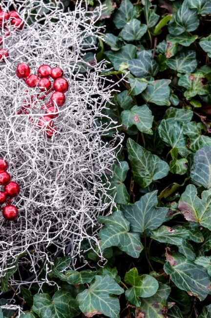 How To Transform Your Garden Into A Winter Wonderland