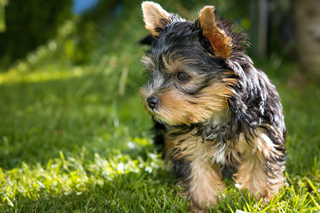 The Ultimate Checklist for Buying a Teacup Yorkie