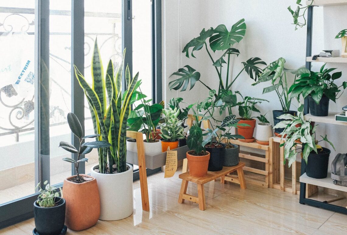 7 Tips to Keep Your Plants Alive While Traveling